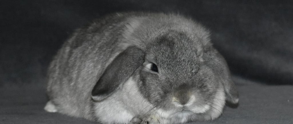 Hot Cross Buns' Rosie - solid squirrel doe on grey background 