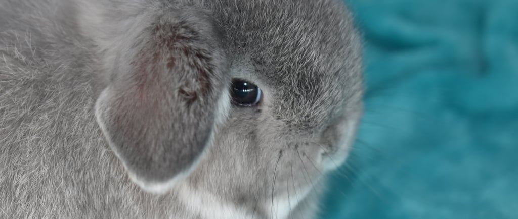 Hot Cross Buns' Chummy - ready for litter box training