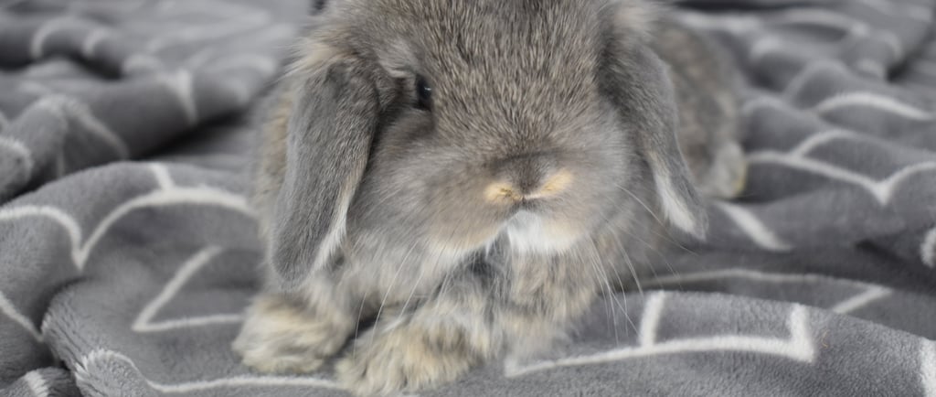 Hot Cross Buns' Rummy - opal pet neutered baby buck