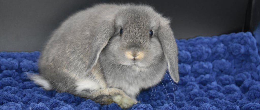 Hot Cross Buns' Scrabble - opal Holland Lop doe