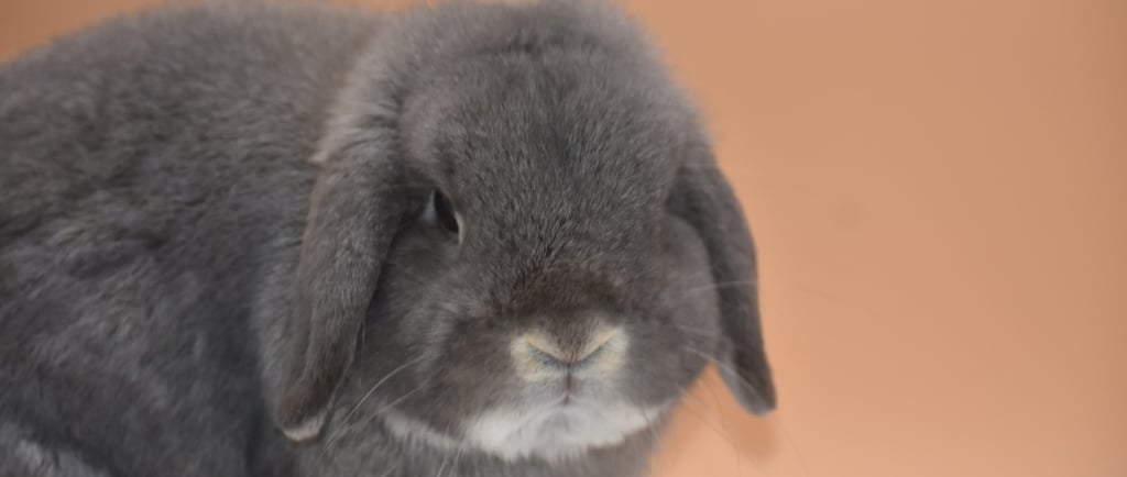 Hot Cross Buns' Sweet Tea - Opal Holland Lop breeding buck and herd sire