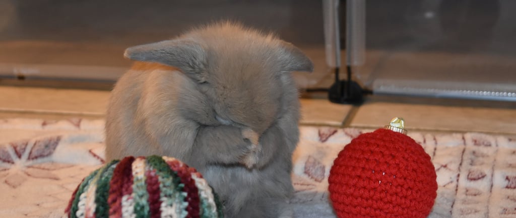 Hot Cross Buns' Wenceslas - blue tort Holland Lop baby buck on cream and red background  