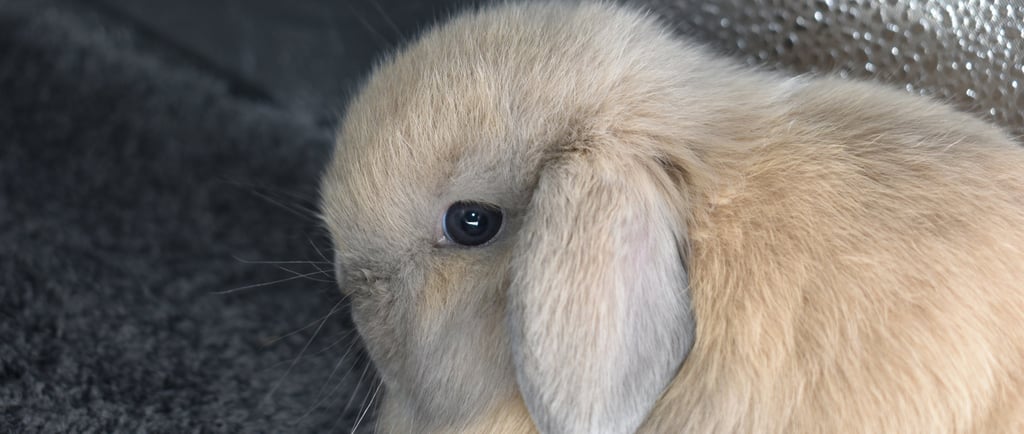 HCB's Parson Brown - lilac tort Holland Lop baby buck on black background