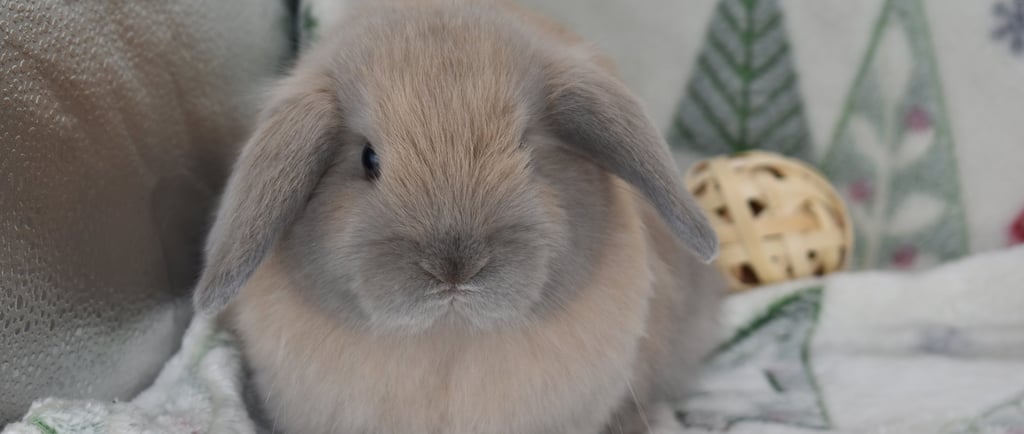 Hot Cross Buns' Wenceslas - blue tort baby buck Holland Lop on Christmas tree background fleece 