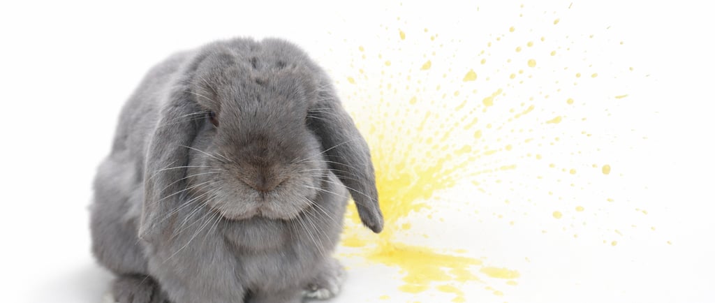 Gumption was neutered and retired from our breeding program early because he was a sprayer