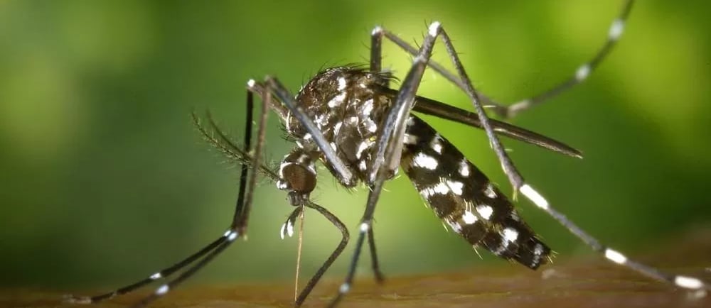 Dengue: Sintomas, Riscos e Prevenção em Uberaba | Uberaba digital
