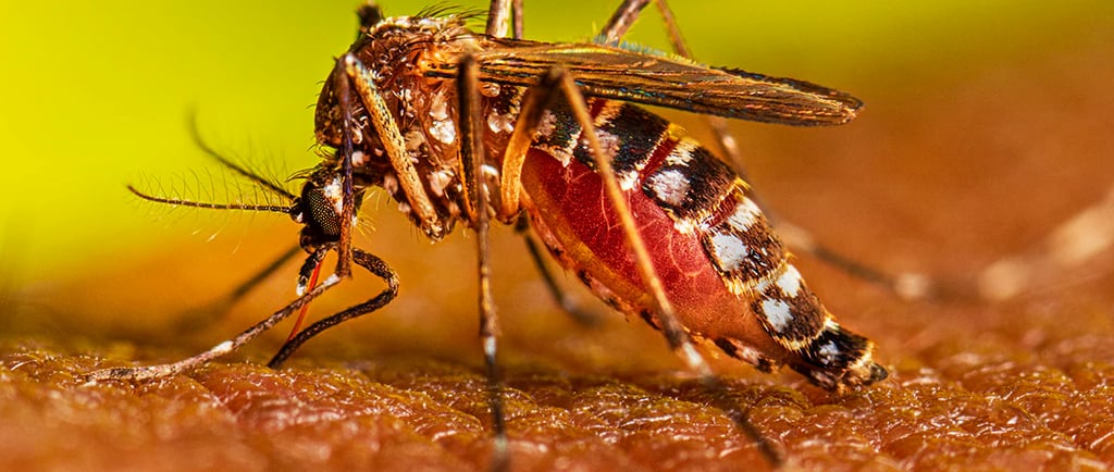 alessandra guelber, thiago guelber, dengue, filtrox bueiros, bueiro ecologico, filtro bueiros,