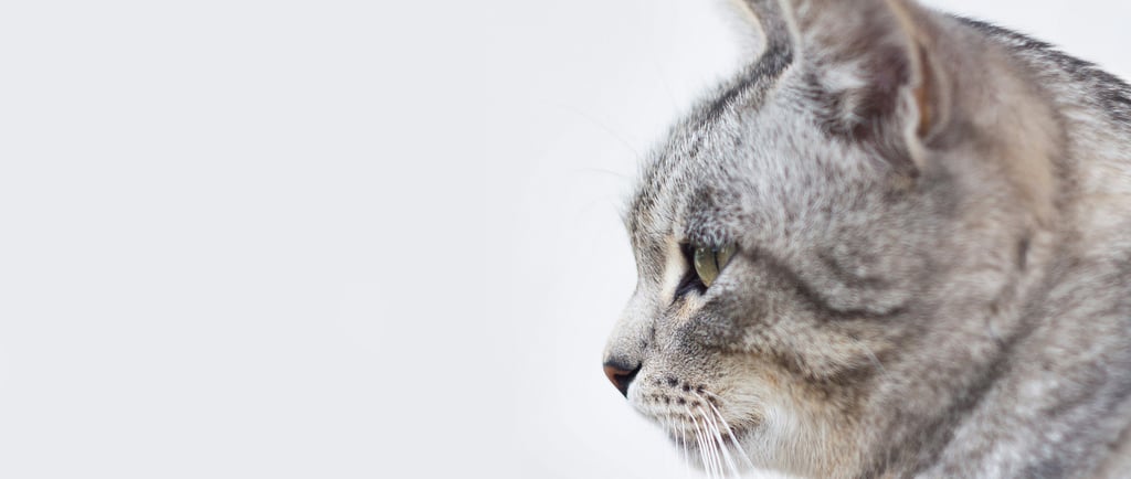 tabby cat face