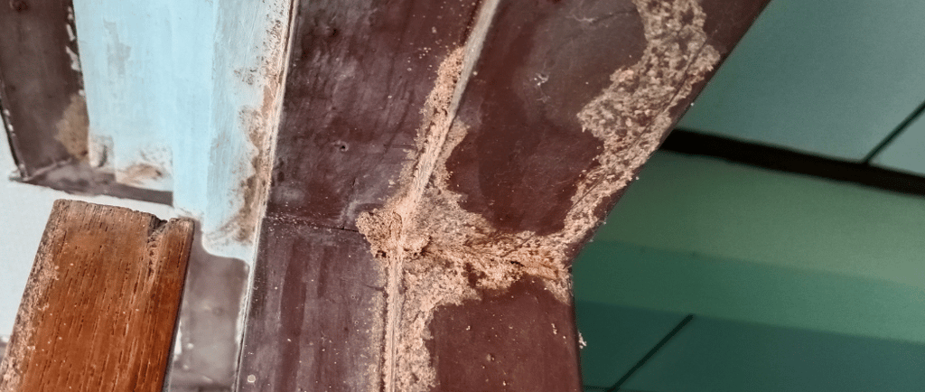 encadrement de porte en bois mangé par les termites