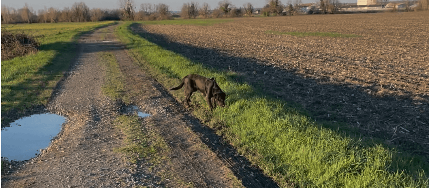 Les chiens ont un odorat très développé, ils reniflent pendant une balade