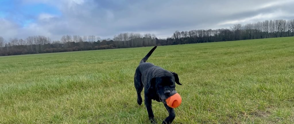 Le jeu comme renforçateur primaire pour éduquer votre chien