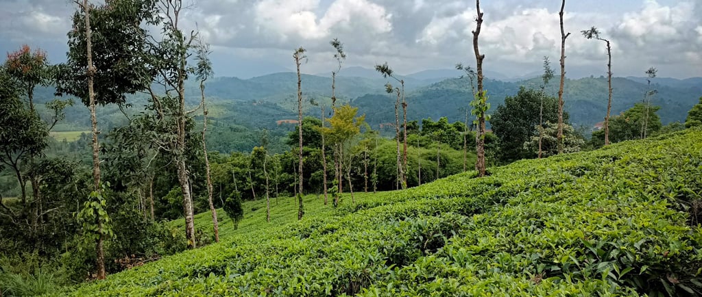 Splendid Tea Garden view 