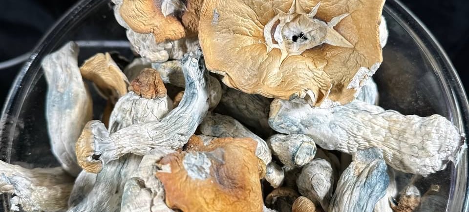 magic mushrooms uk