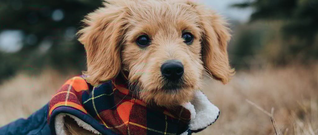 dog respiratory illness