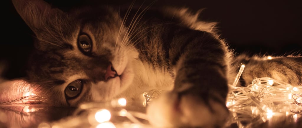 cat tempted by Christmas lights
