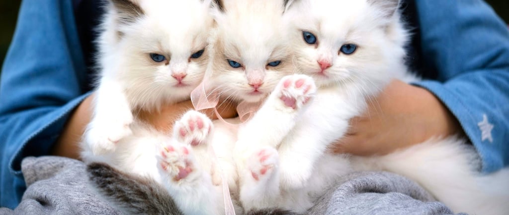Three Little Kittens