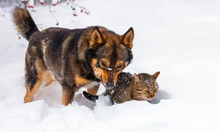 Winter Pet Health Guide