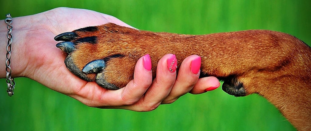 bonding with your dog