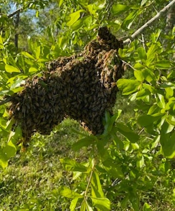 swarm of bees on tree limb
