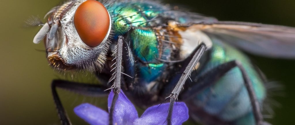 mouche dans piège diy