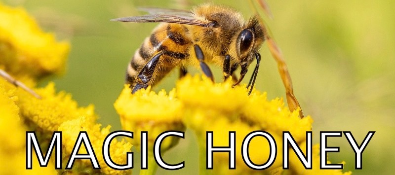 A honey producing bee