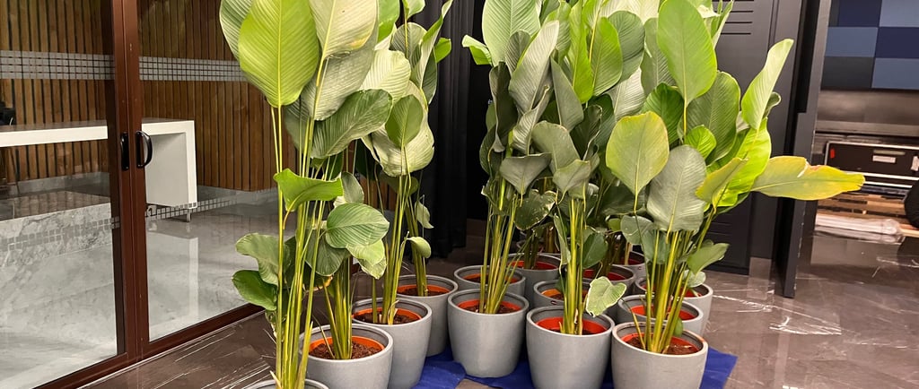 Kalathia plants for rent