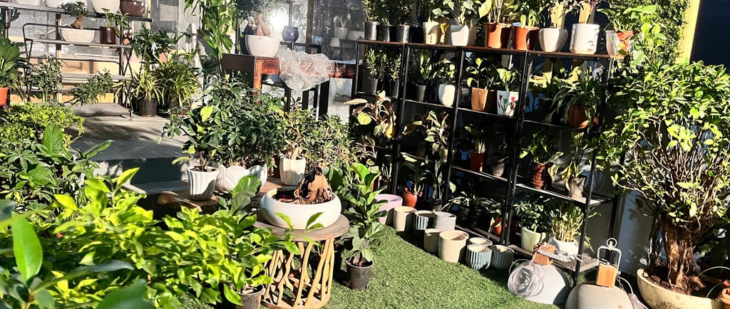 a garden with potted plants and potted plants