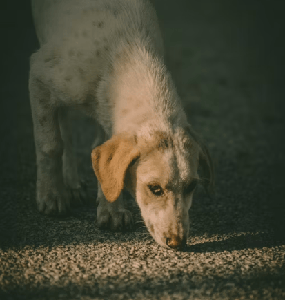 Détection canine