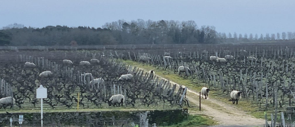 éco-pâturage vignoble