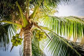The coconut tree (Cocos nucifera) is a member of the palm tree family (Arecaceae)