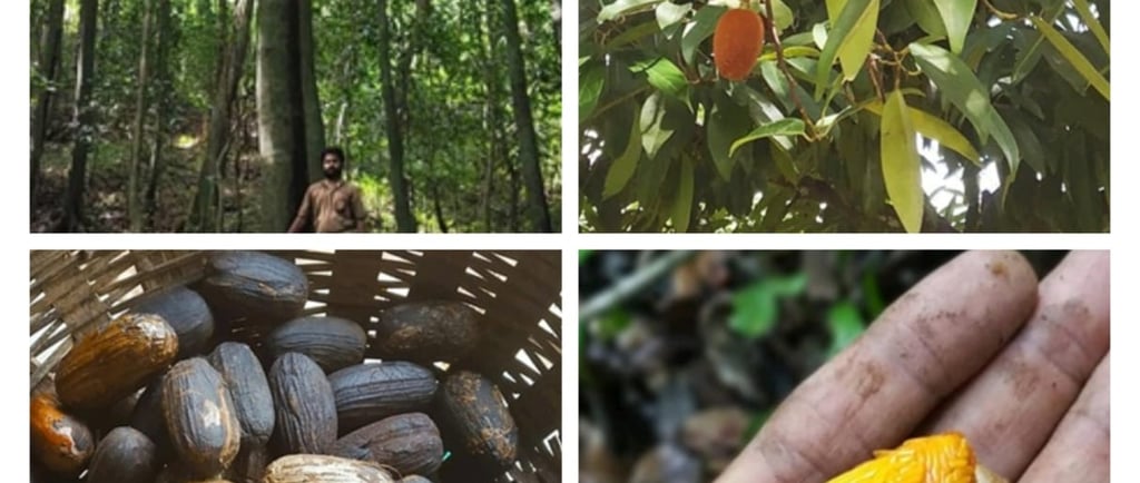 GALLNUTS or Mayphal or Majuphal is eccentric fruit typically found in and around only Sahyadri Mount