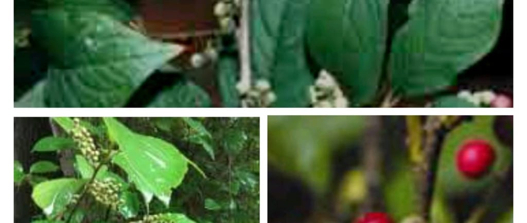 Vavding or Embelia ribes, commonly known as false black pepper, white-flowered embelia, viḍaṅga