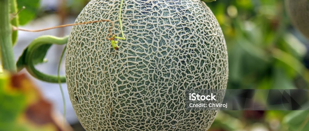 Buah Rock Melon yang ditanam cocopeat 