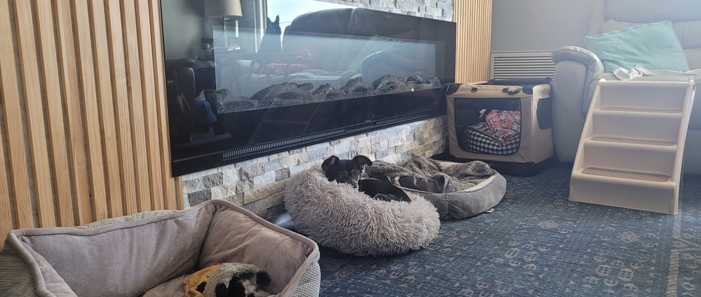 Dogs laying in cozy beds