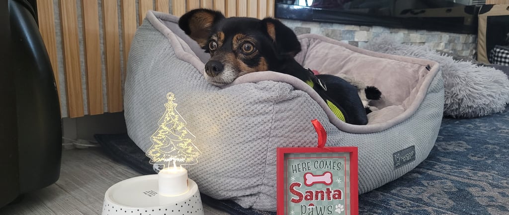 Dog laying in bed during an overnight stay