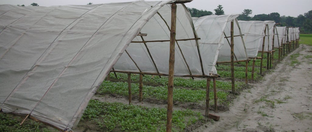 Green vegetable crops growing under protective row covers in a rural farm field.