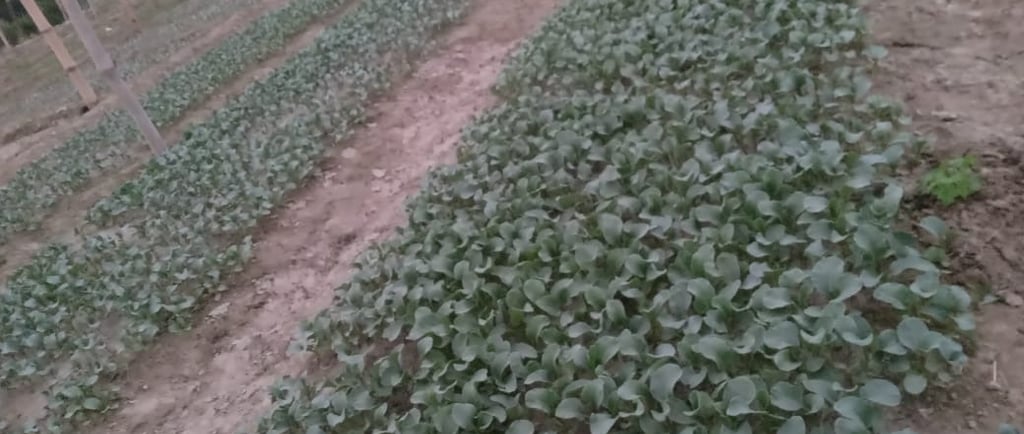 NXG Delight गोभी के स्वस्थ पौध – हाई क्वालिटी नर्सरी