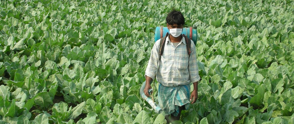 NXG Cauliflower cultivation: fungicide spray in progress with backpack machine in the field