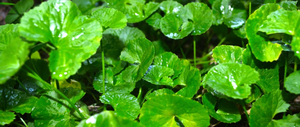 Fresh Gotukola (Centella asiatica) leaves growing in a lush, organic farm environment after rainfall