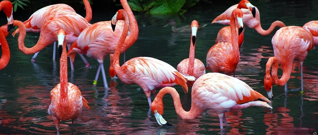 flamingos at Sarasota jungle gardens