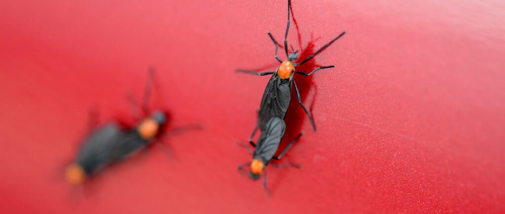 a pair of lovebugs on a red background