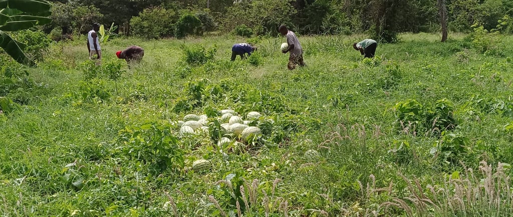 a group of people in a field harvesting watermelons
