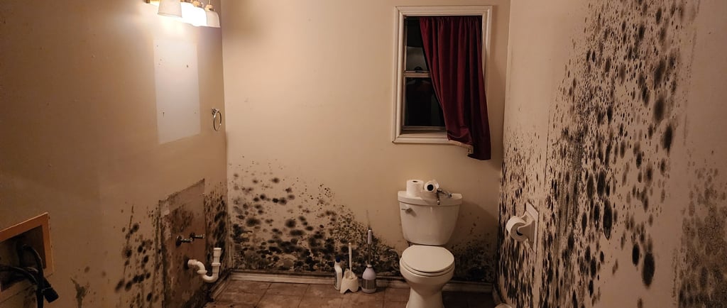 Mold Dangers After Water Damage