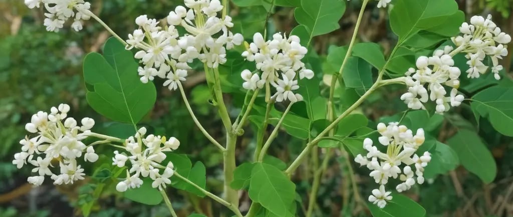 Cachos de flores brancas de moringa oleifera e folhas verdes em um galho da árvore da moringa (drums