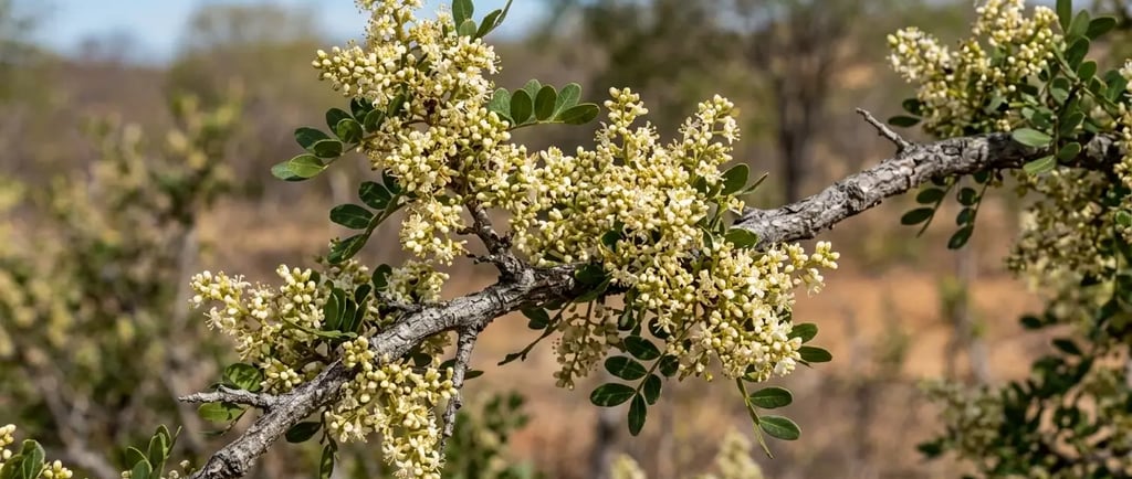 Cacho de pequenas flores brancas desabrochando em um galho de aroeira-do-sertão com folhas verdes.