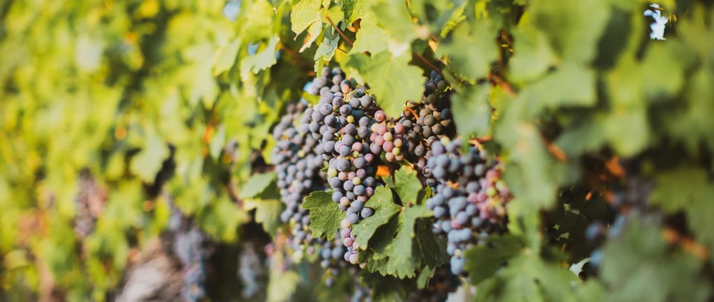 Une grappe de raisin sur une vigne