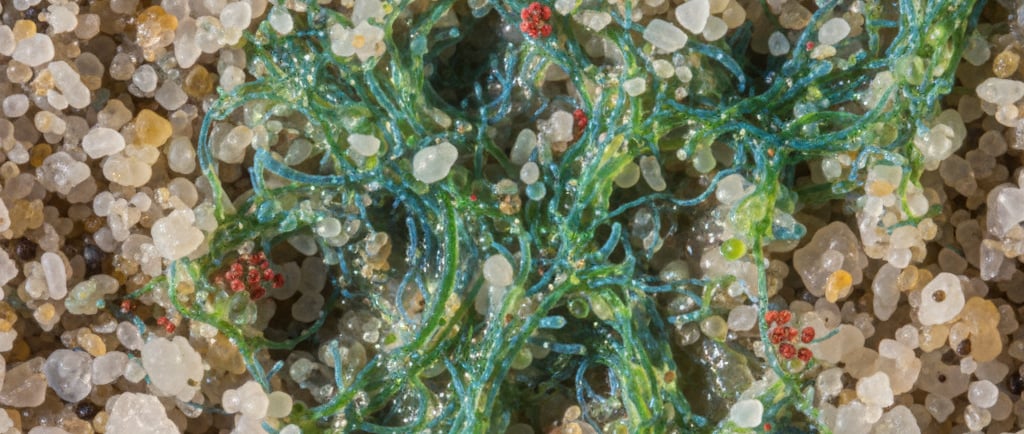 Microbial Beachhead: A microscopic, close-up view of sand grains. A network of green cyanobacterial filaments 