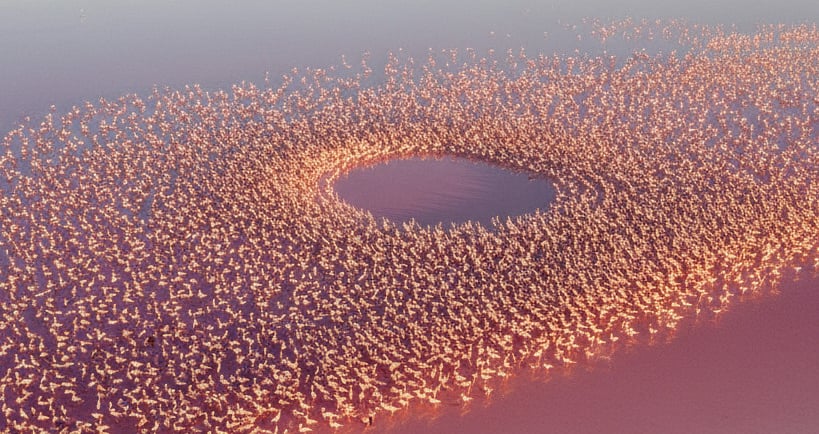 A vibrant aerial shot of a pink-hued saline lake (the chott)