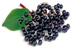 Elderberries Antimicrobial at Cosmetic Scientist