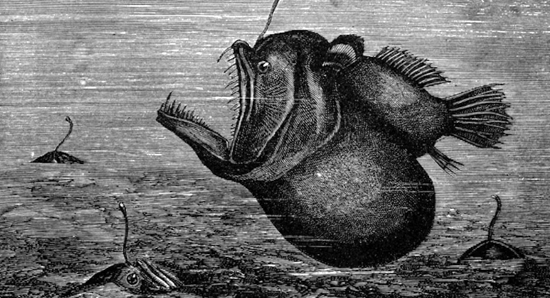 Ilustração do peixe-diabo-negro